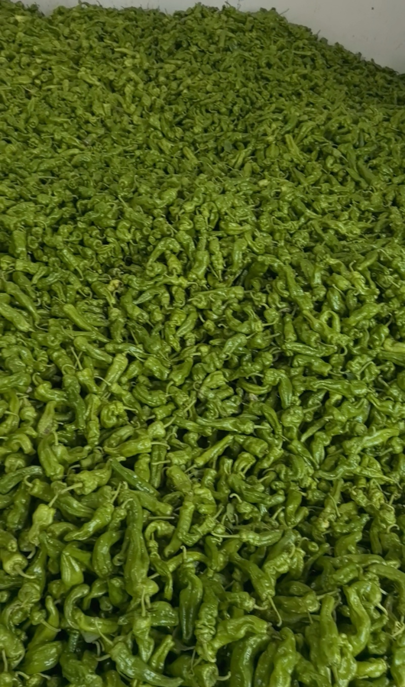 莴笋辣椒大量有货