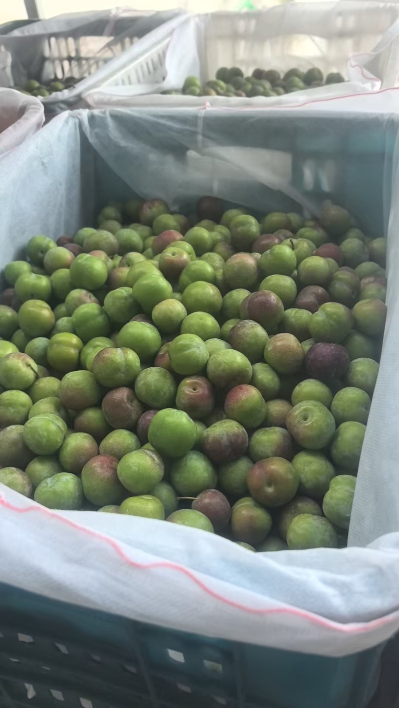 半边红市场货。电商货。贸易货大量供应。需要的老板联系。