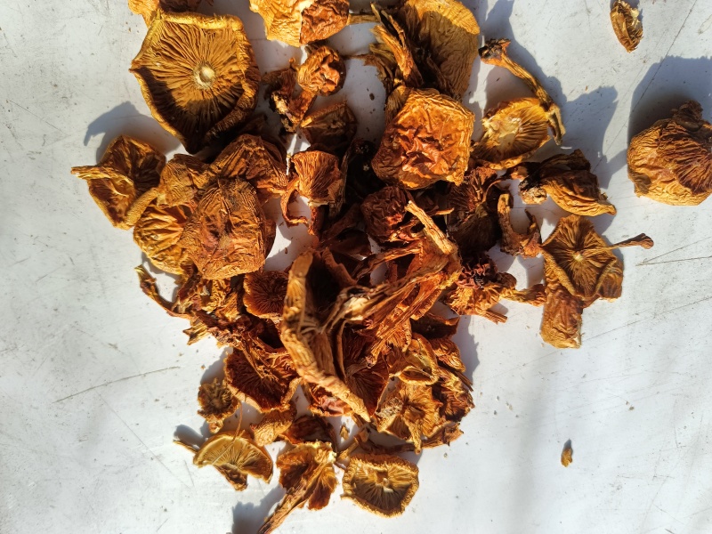 滑子菇二毛货大毛骨钉各种质量今年落价具体需求询客服
