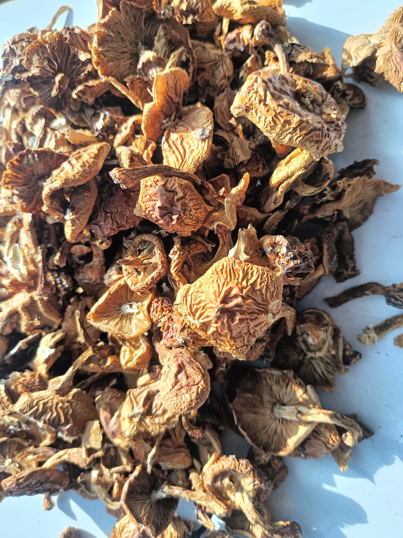 滑子菇二毛货大毛骨钉各种质量今年落价具体需求询客服