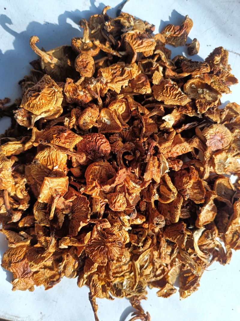 滑子菇二毛货大毛骨钉各种质量今年落价具体需求询客服