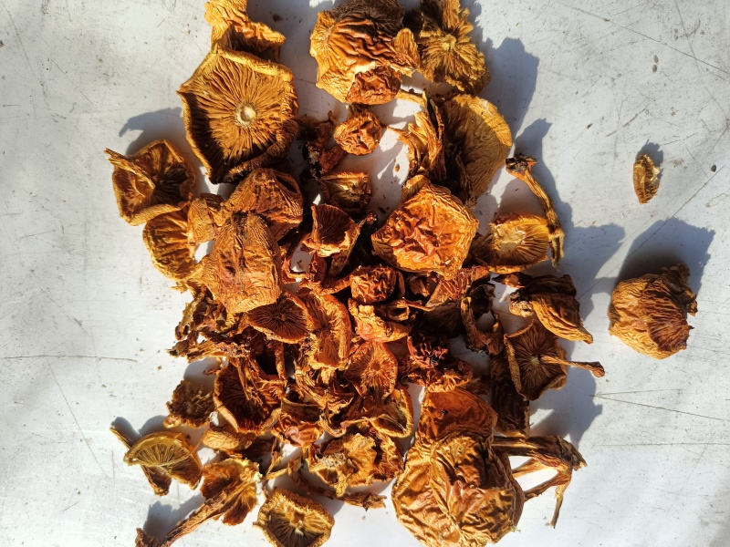 滑子菇二毛货大毛骨钉各种质量今年落价具体需求询客服