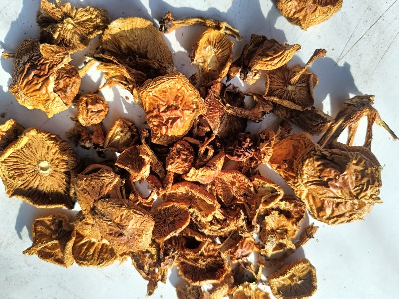 滑子菇二毛货大毛骨钉各种质量今年落价具体需求询客服