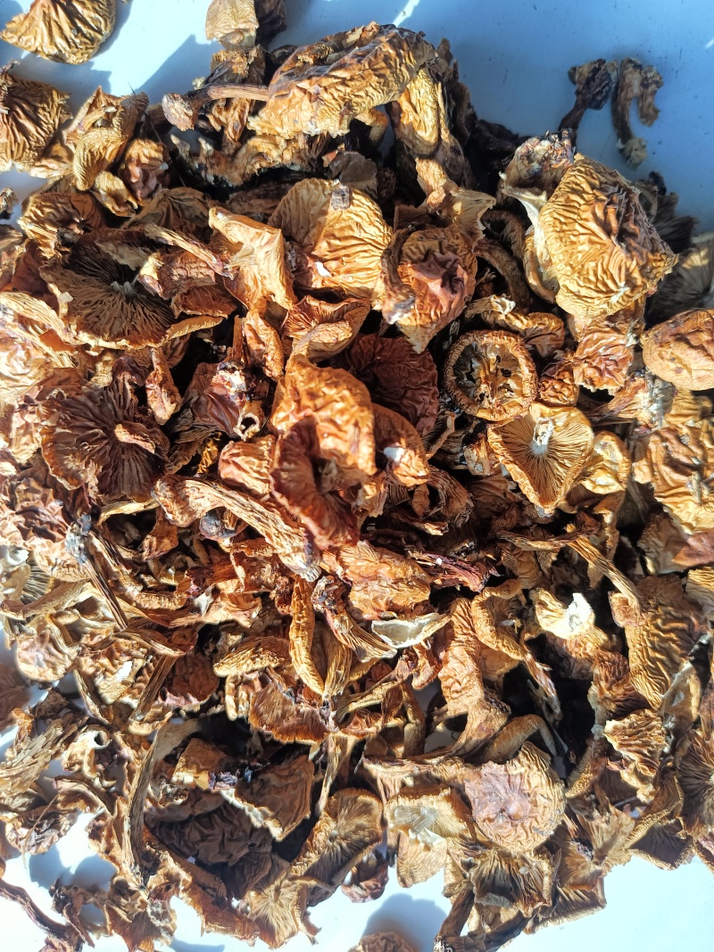 滑子菇二毛货大毛骨钉各种质量今年落价具体需求询客服
