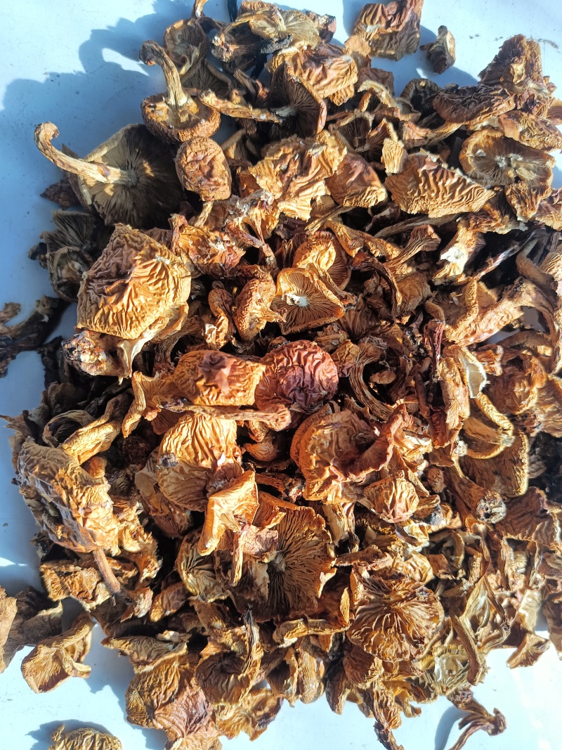 滑子菇二毛货大毛骨钉各种质量今年落价具体需求询客服