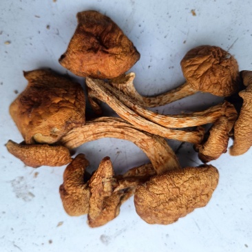 滑子菇二毛货大毛骨钉各种质量今年落价具体需求询客服