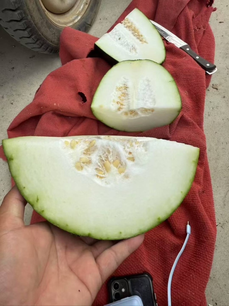 黑皮冬瓜，吊冬瓜货源充足，原产地发货欢迎来电