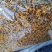 新疆喀什雪菊25年新货散装泡茶泡水料包邮批发