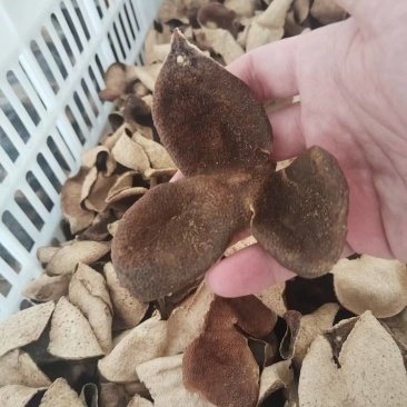 天马干仓2017年微红皮，部分有薄荷味，农户保存断皮