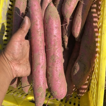大荔板栗红薯