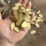甘肃岷县黄芪煲汤泡水传统滋补养生食材欢迎来电