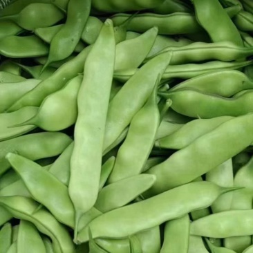 东北油豆角主产区质量杠杠滴