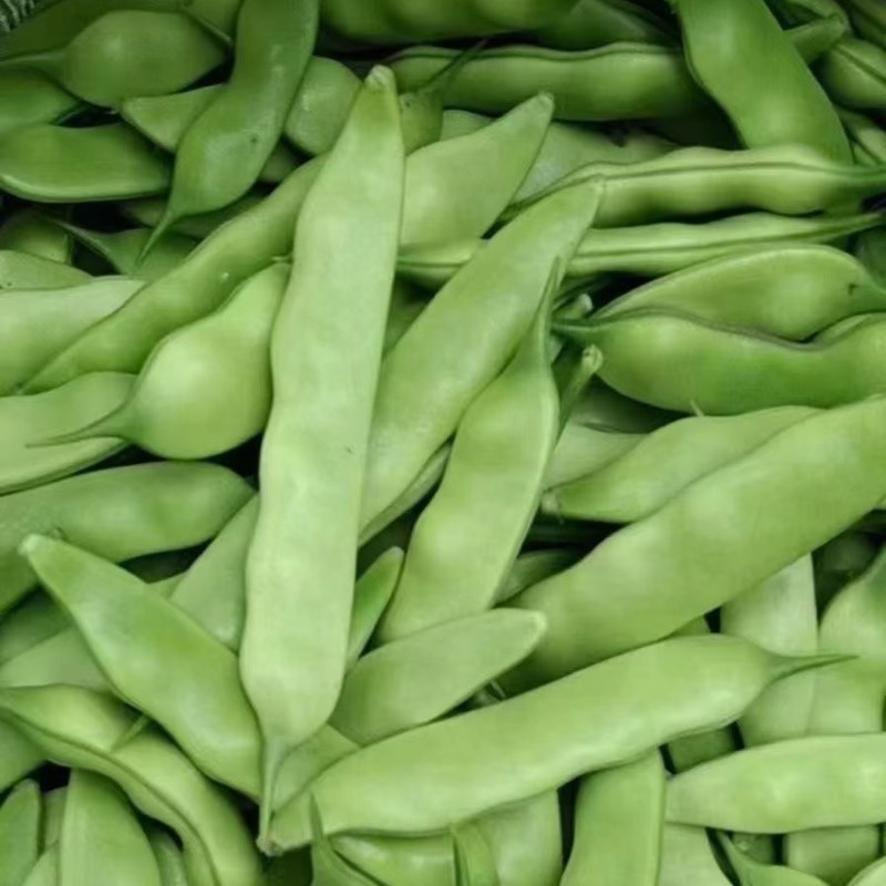 东北油豆角主产区质量杠杠滴