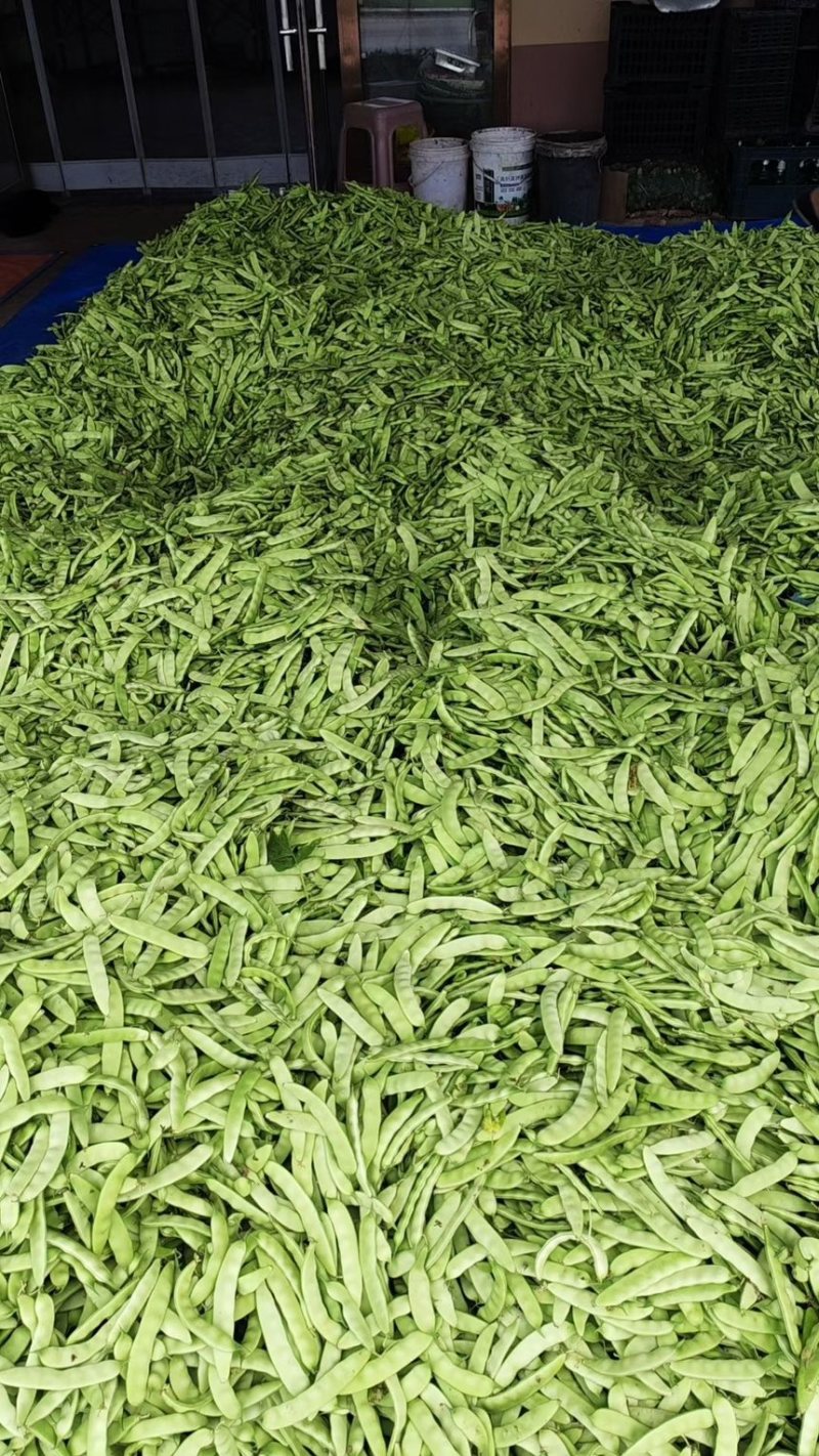 东北油豆角主产区质量杠杠滴