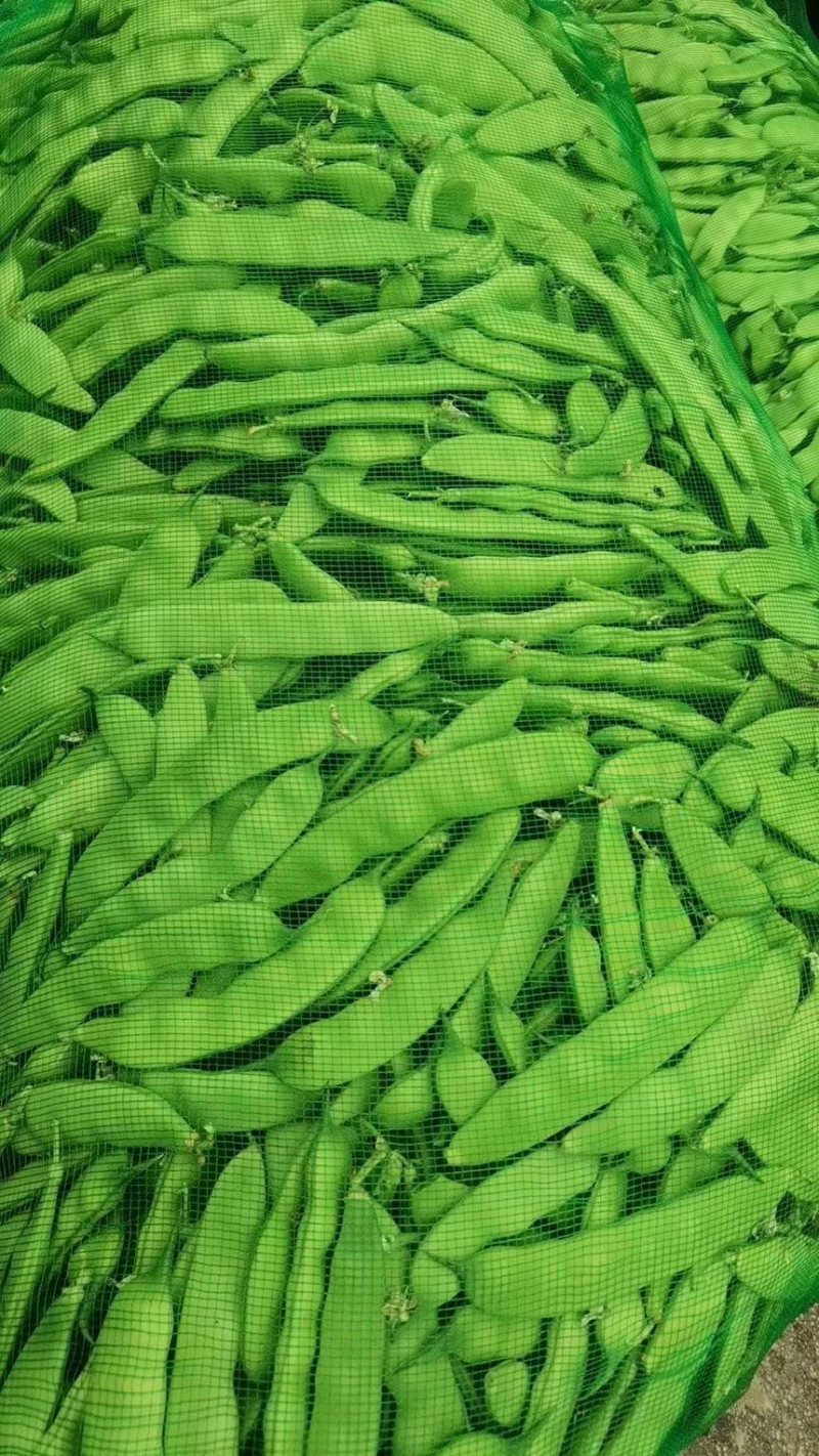 东北油豆角主产区质量杠杠滴