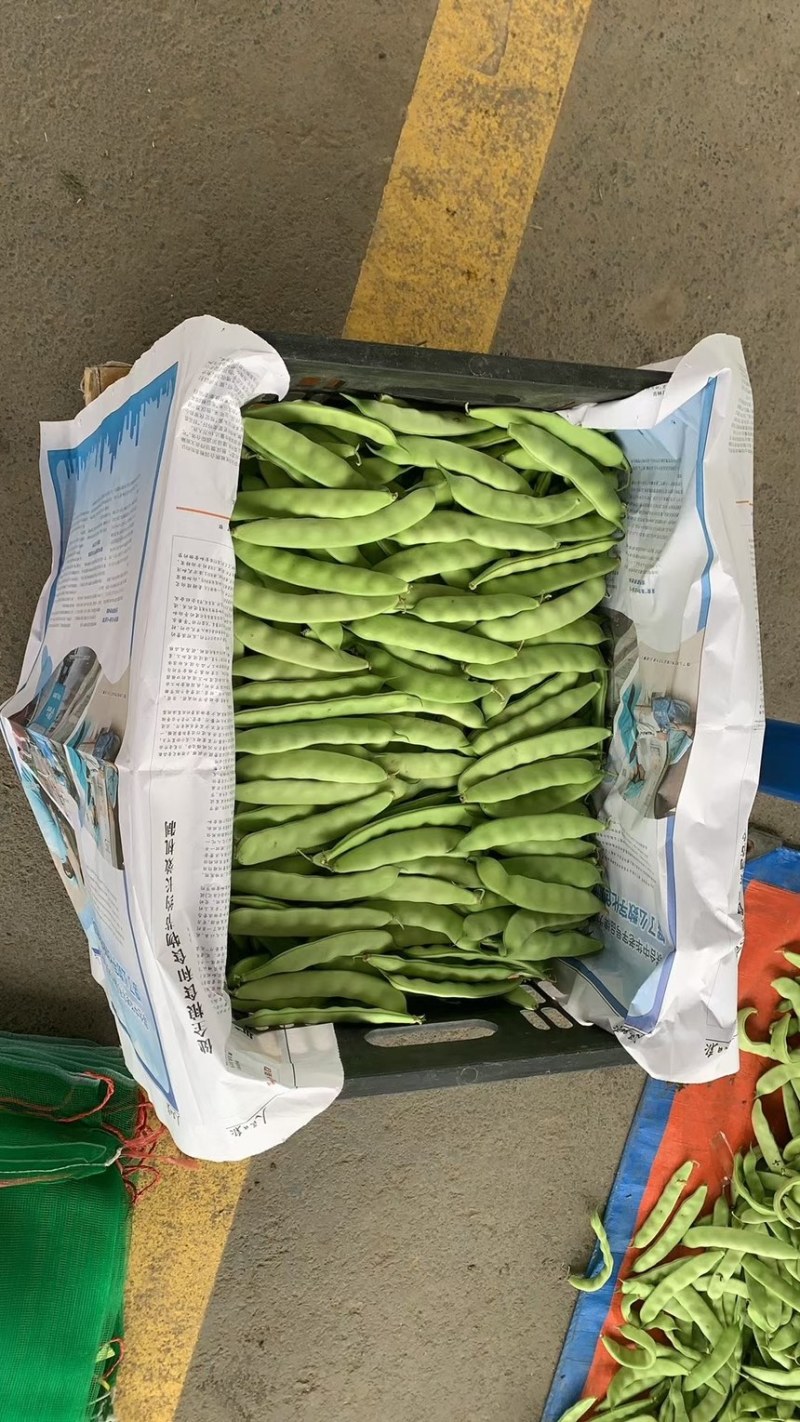 东北油豆角主产区质量杠杠滴
