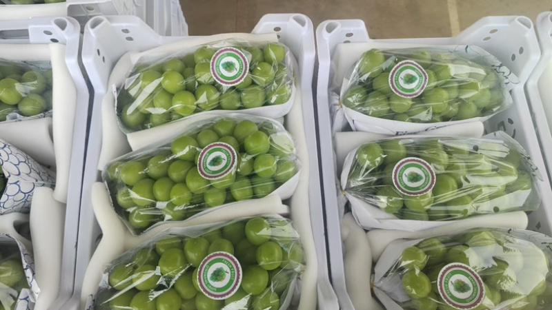 阳光玫瑰大量上市一手货源新鲜供应价格可谈
