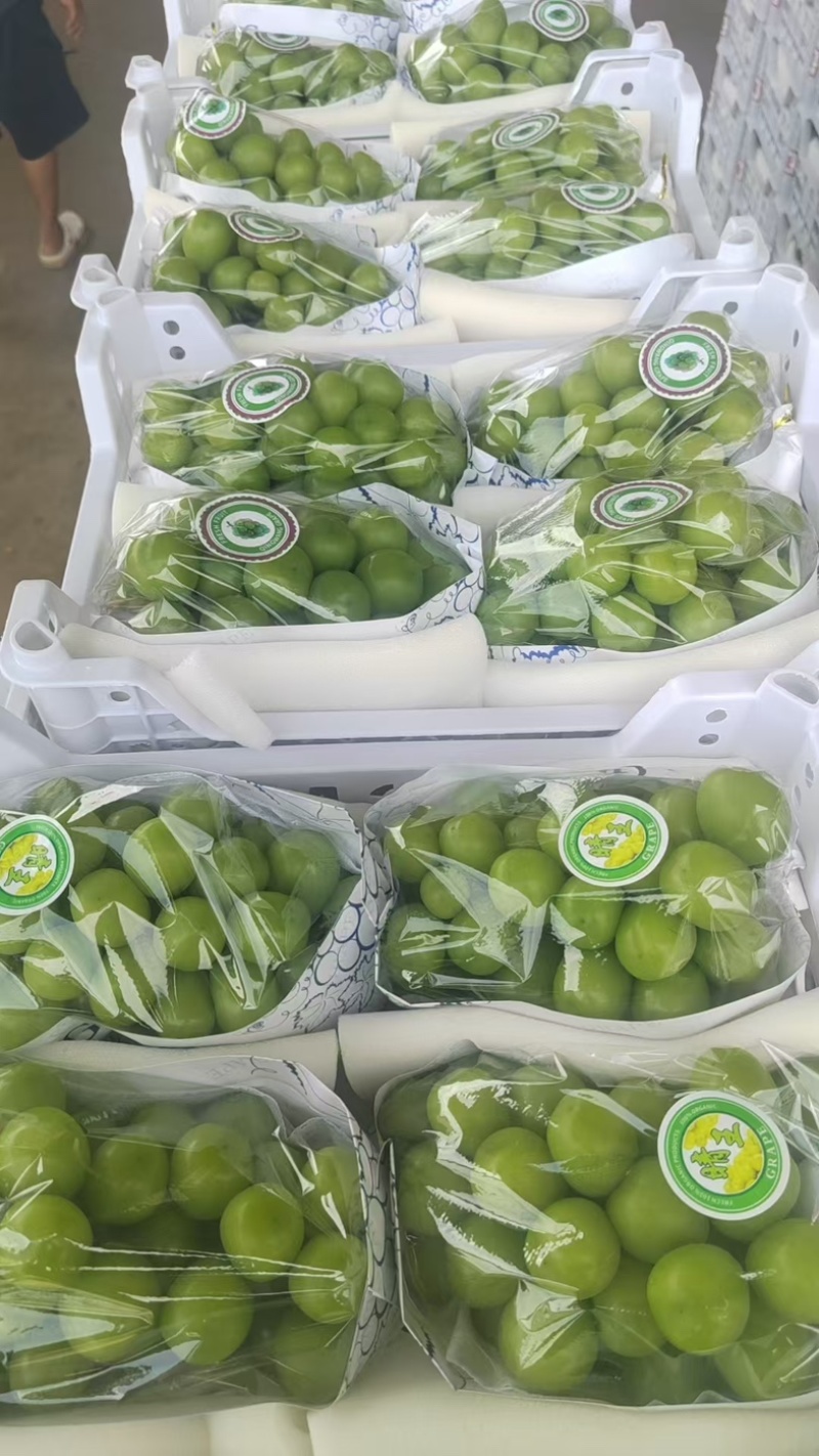 阳光玫瑰大量上市一手货源新鲜供应价格可谈