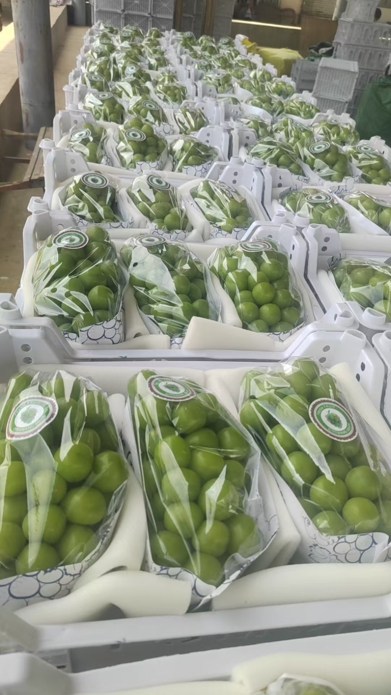 阳光玫瑰大量上市一手货源新鲜供应价格可谈