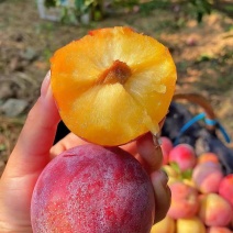 河南安阳千味红李子大量上市产地直发量大从优欢迎来电