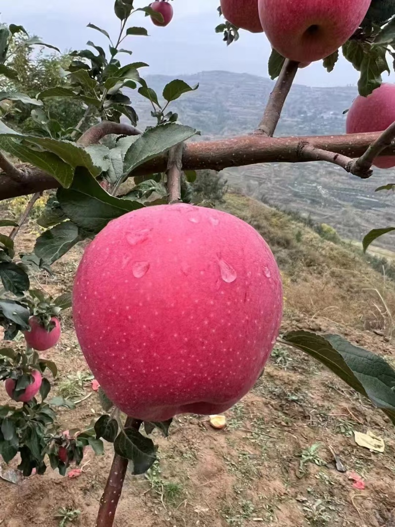甘肃省庄浪山地红富士