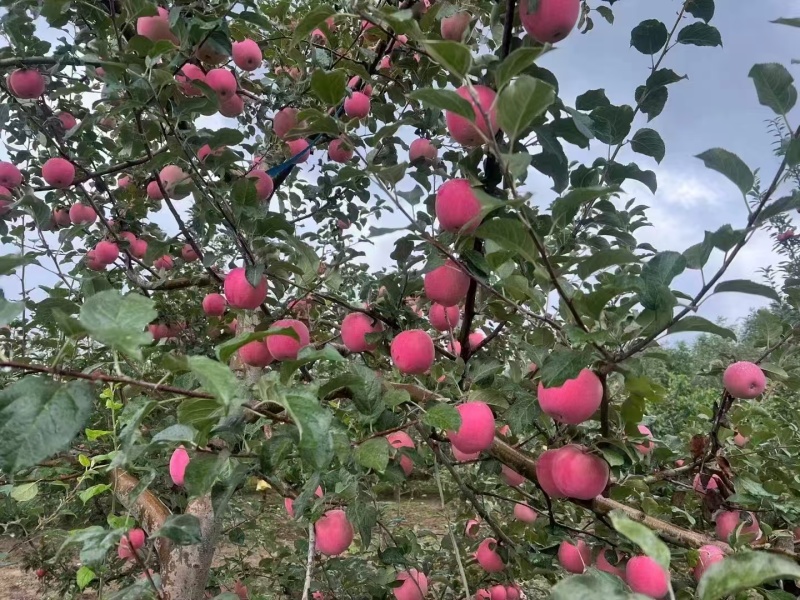 甘肃省庄浪山地红富士