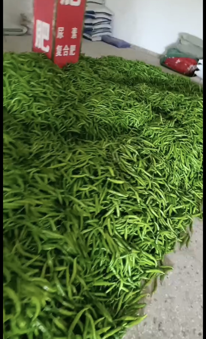 河南杭椒大量上市人工分拣