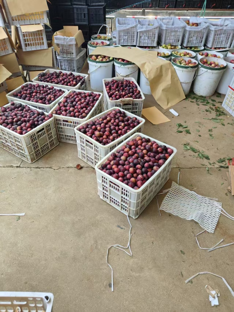 河南南阳布朗娃李子大量上市产地直发量大从优欢迎来电