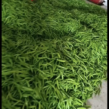 河南杭椒大量上市人工分拣