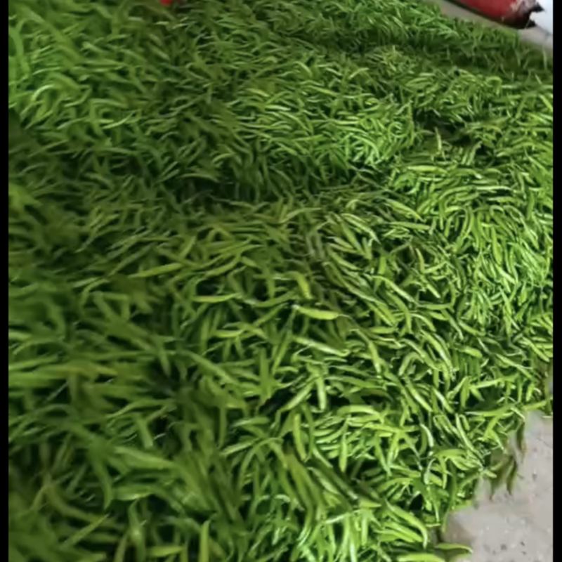 河南杭椒大量上市人工分拣