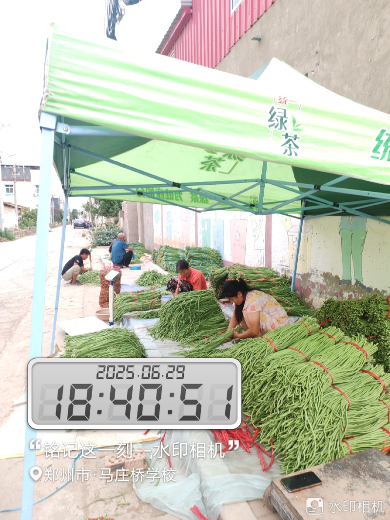 【精选】青条长豆角现摘现发产地直供可视频看货