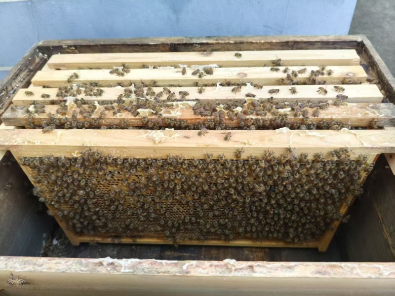 土蜂蜜
