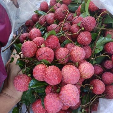 陆丰甲西凤花荔枝