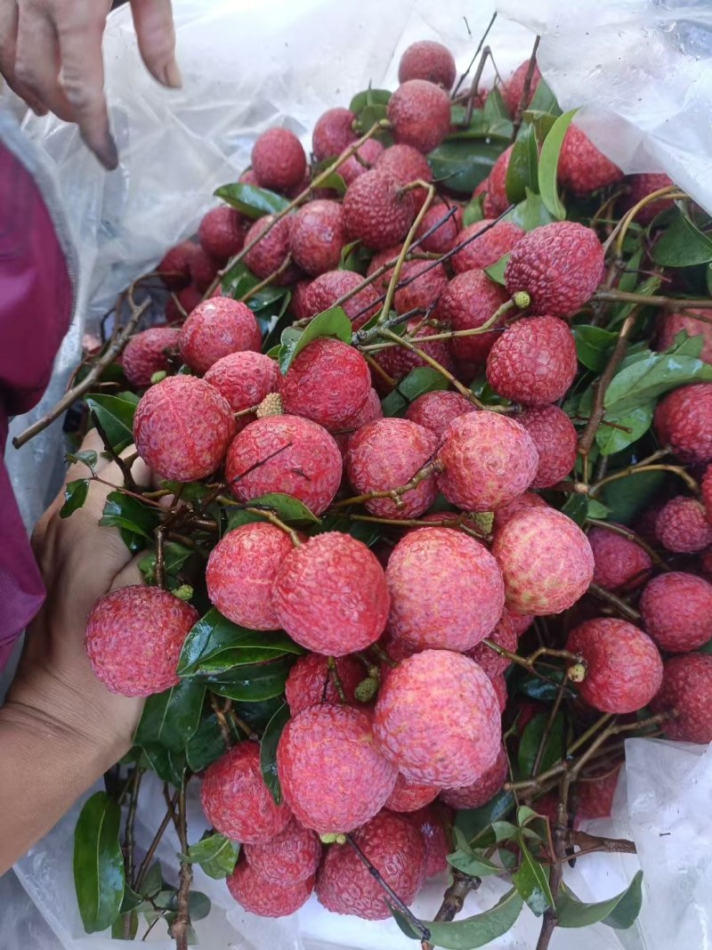 陆丰甲西凤花荔枝