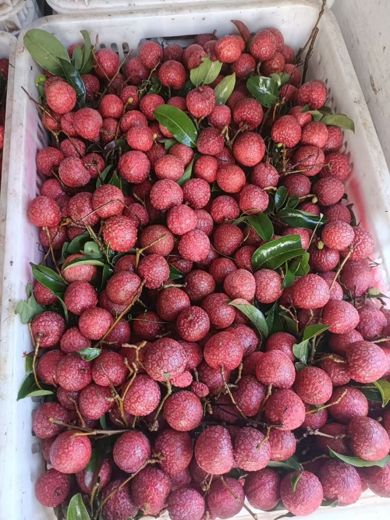 陆丰甲西凤花荔枝