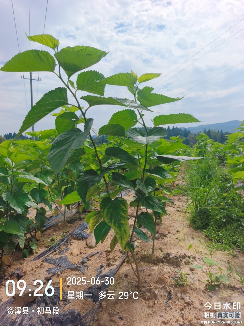 鲜桑叶