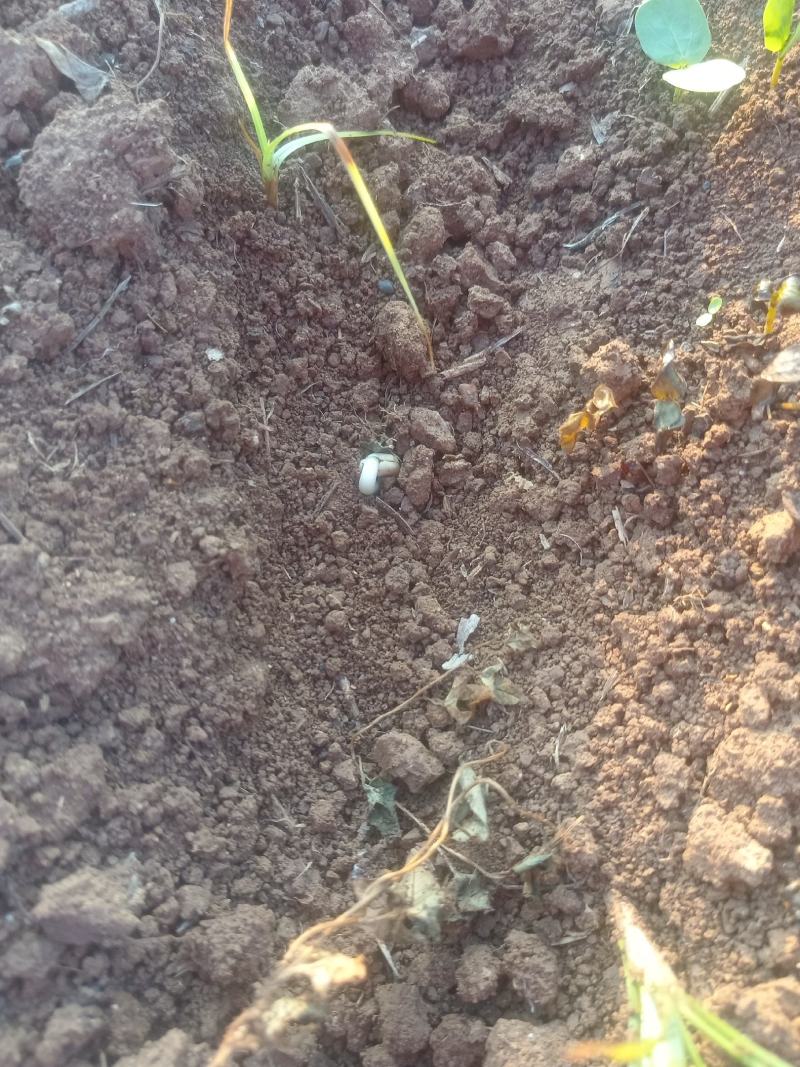 当年皂角树苗当年木质化了销售