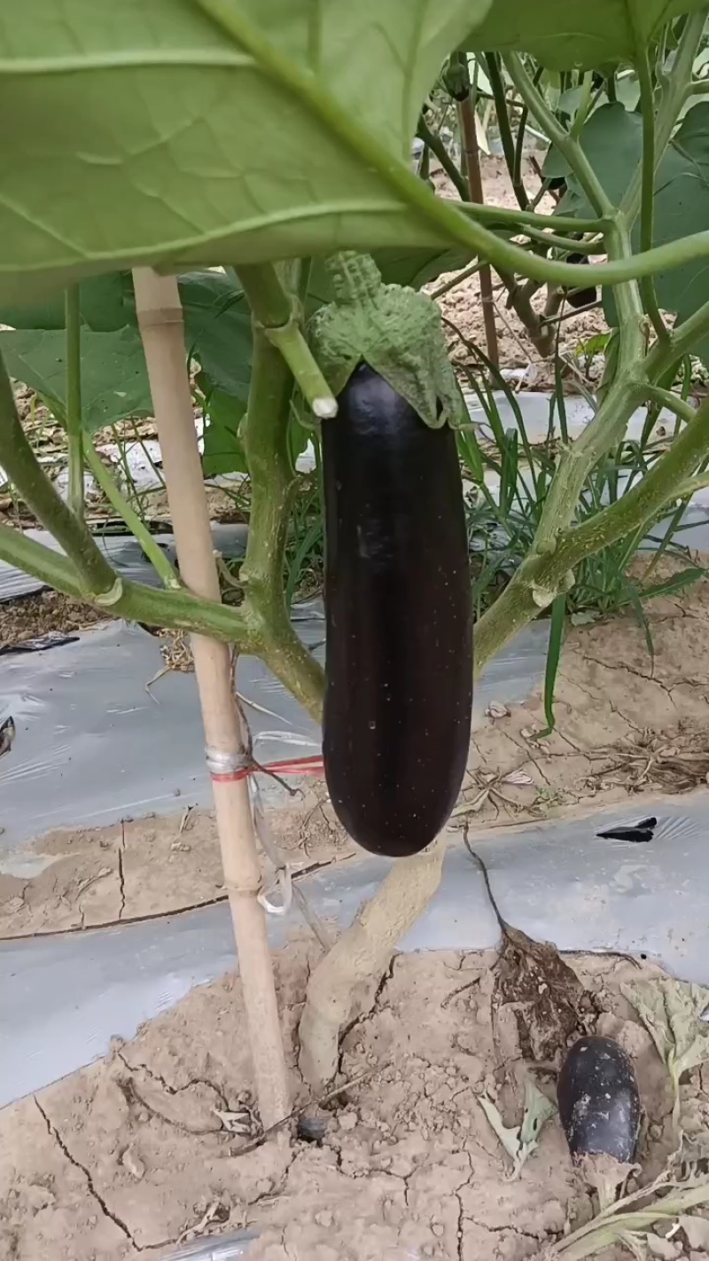 绿把布莱迪长茄