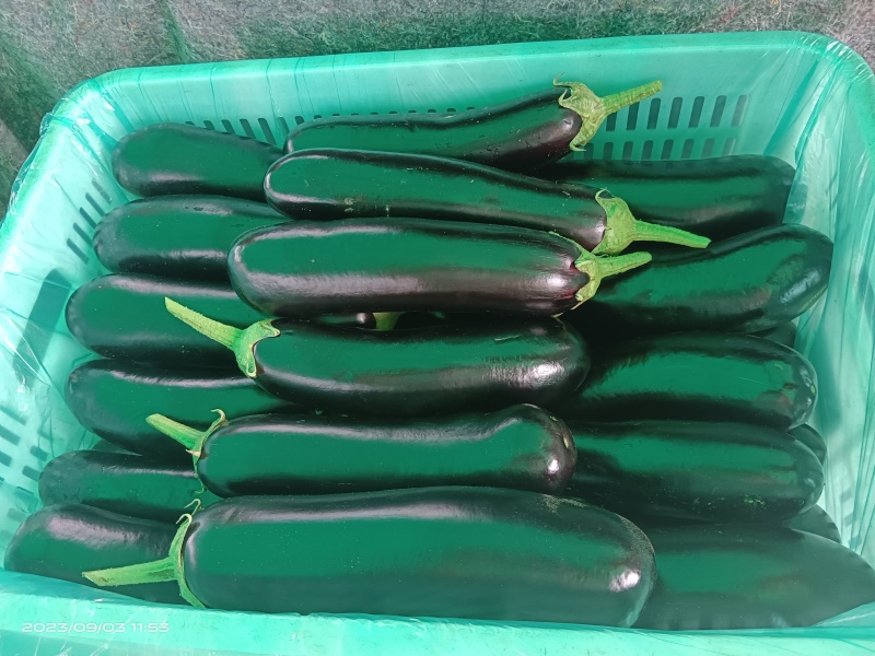 绿把布莱迪长茄