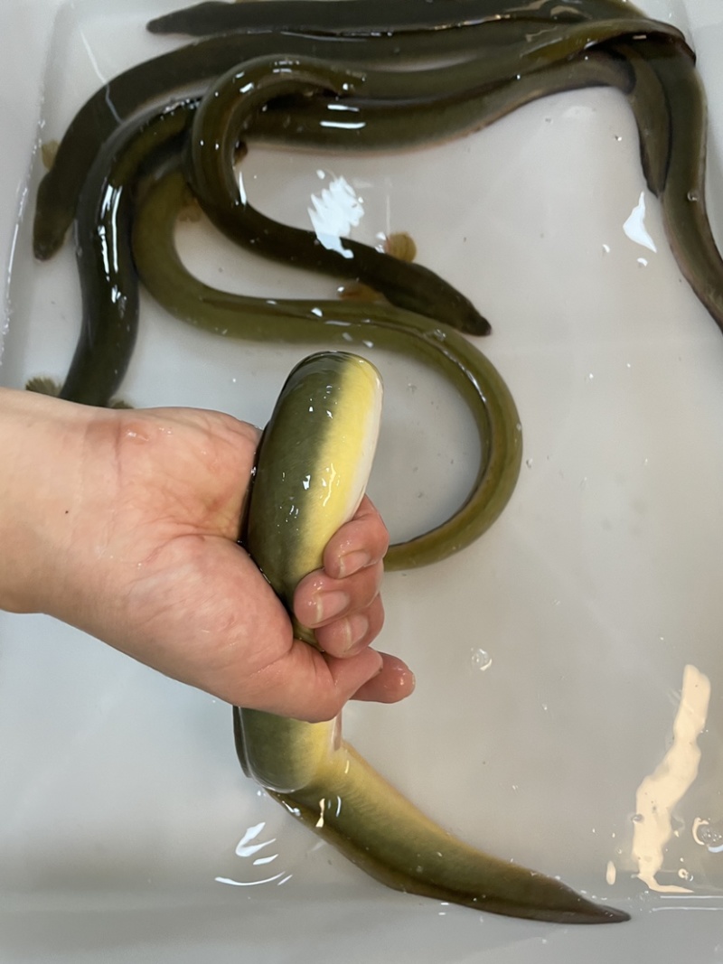 鳗鱼