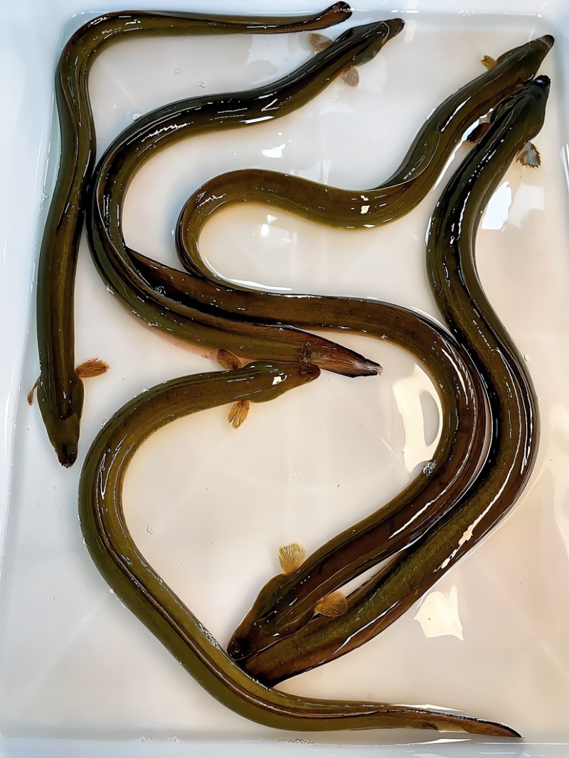 鳗鱼