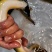 鳗鱼