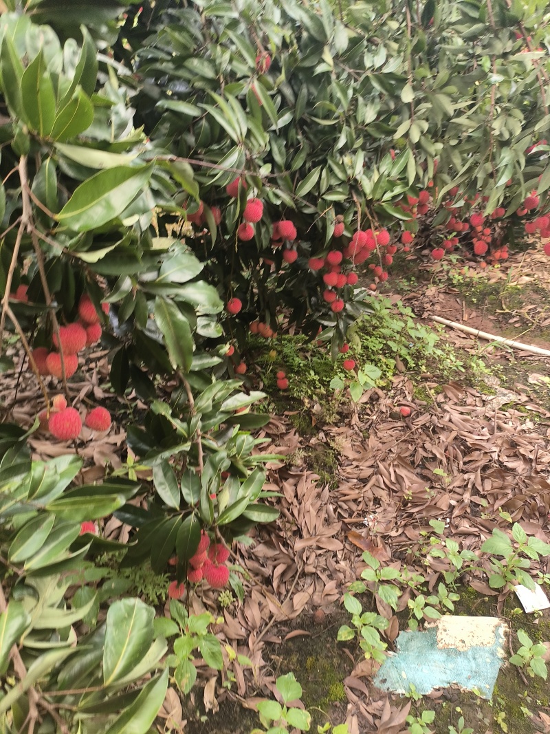 新鲜出炉情人荔