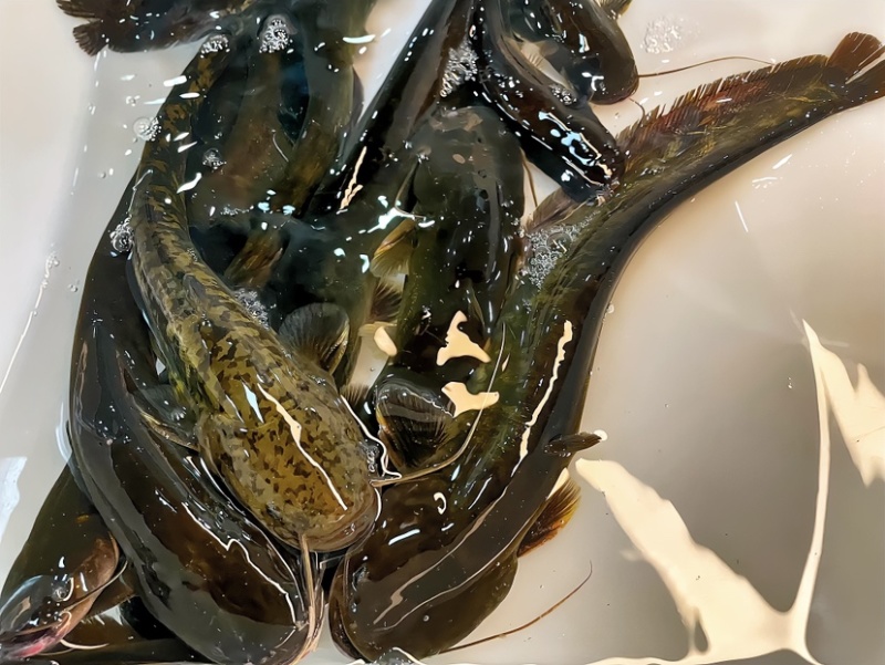 鲶鱼