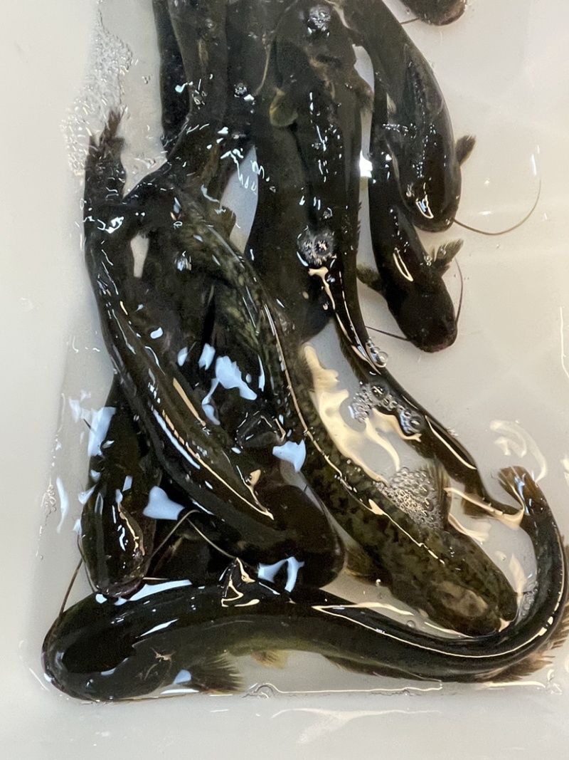 鲶鱼
