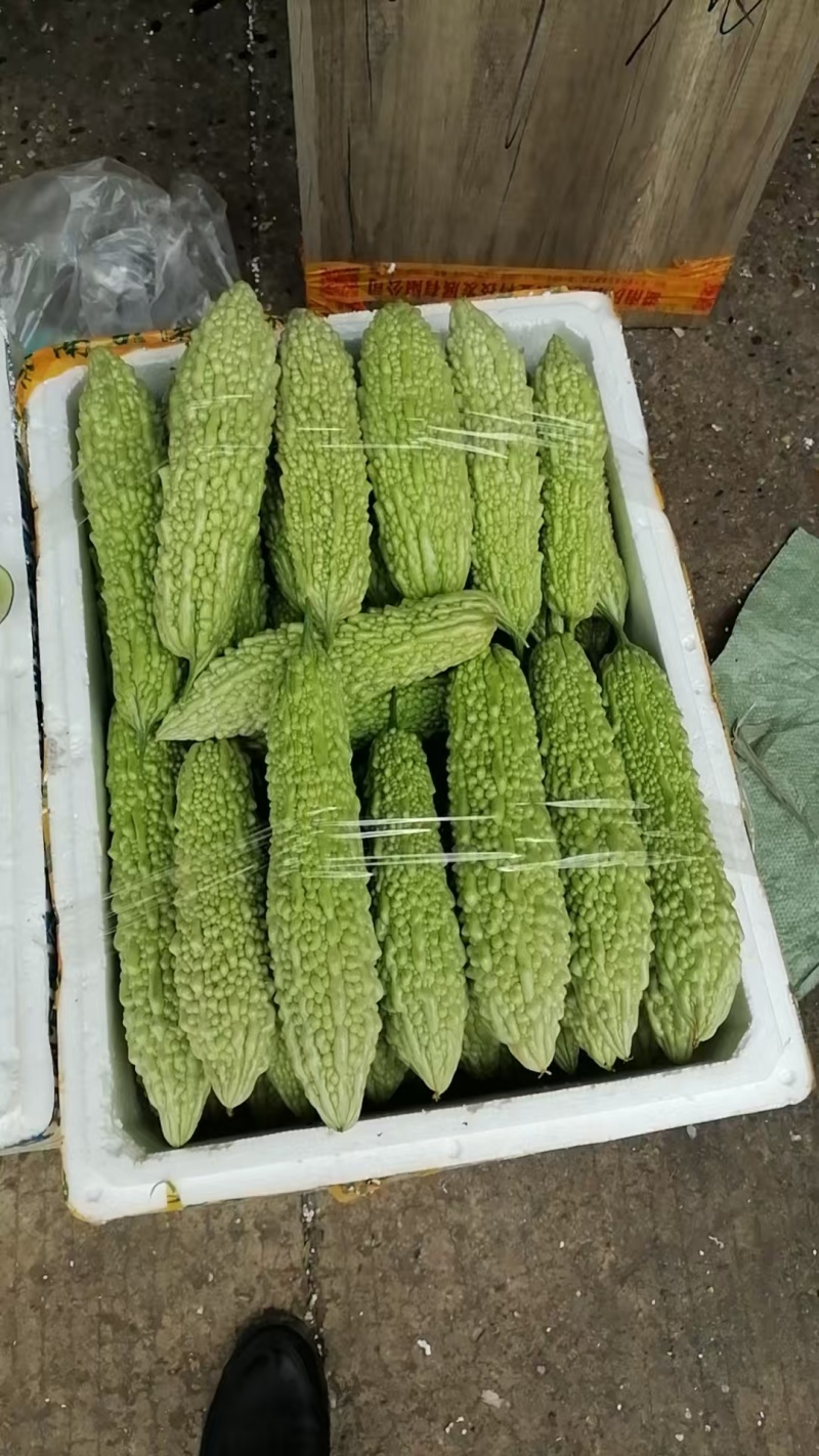白玉苦瓜