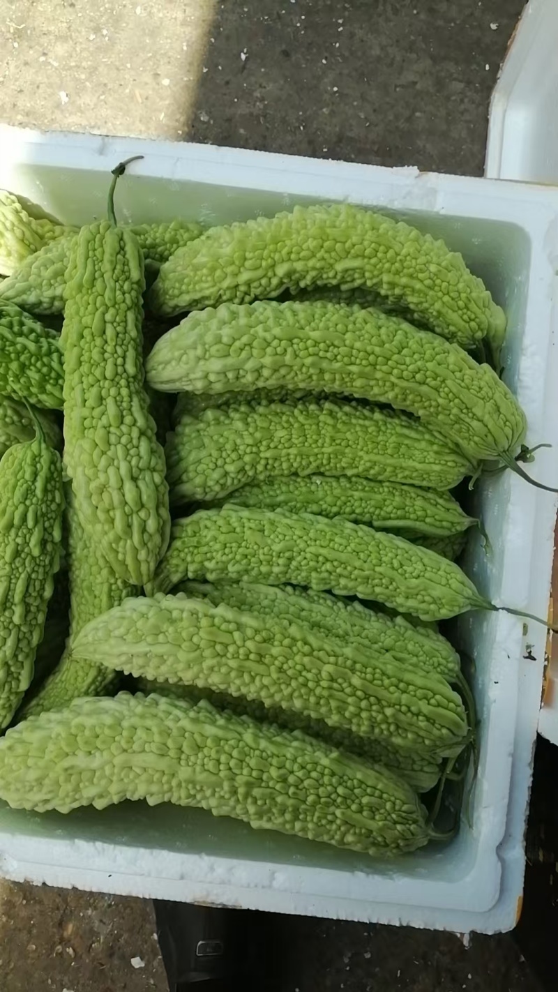 白玉苦瓜