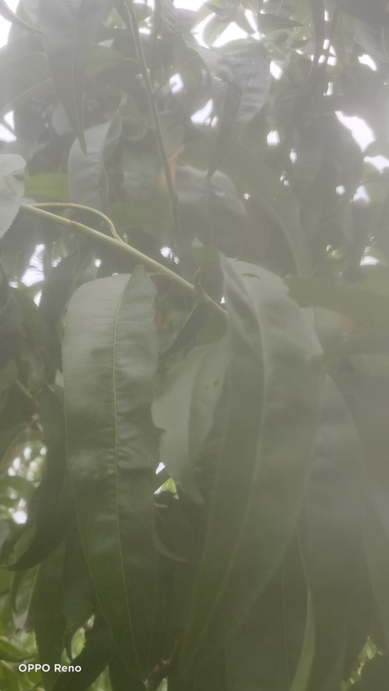 早燕大桃成熟了，有要的老板联系，***********