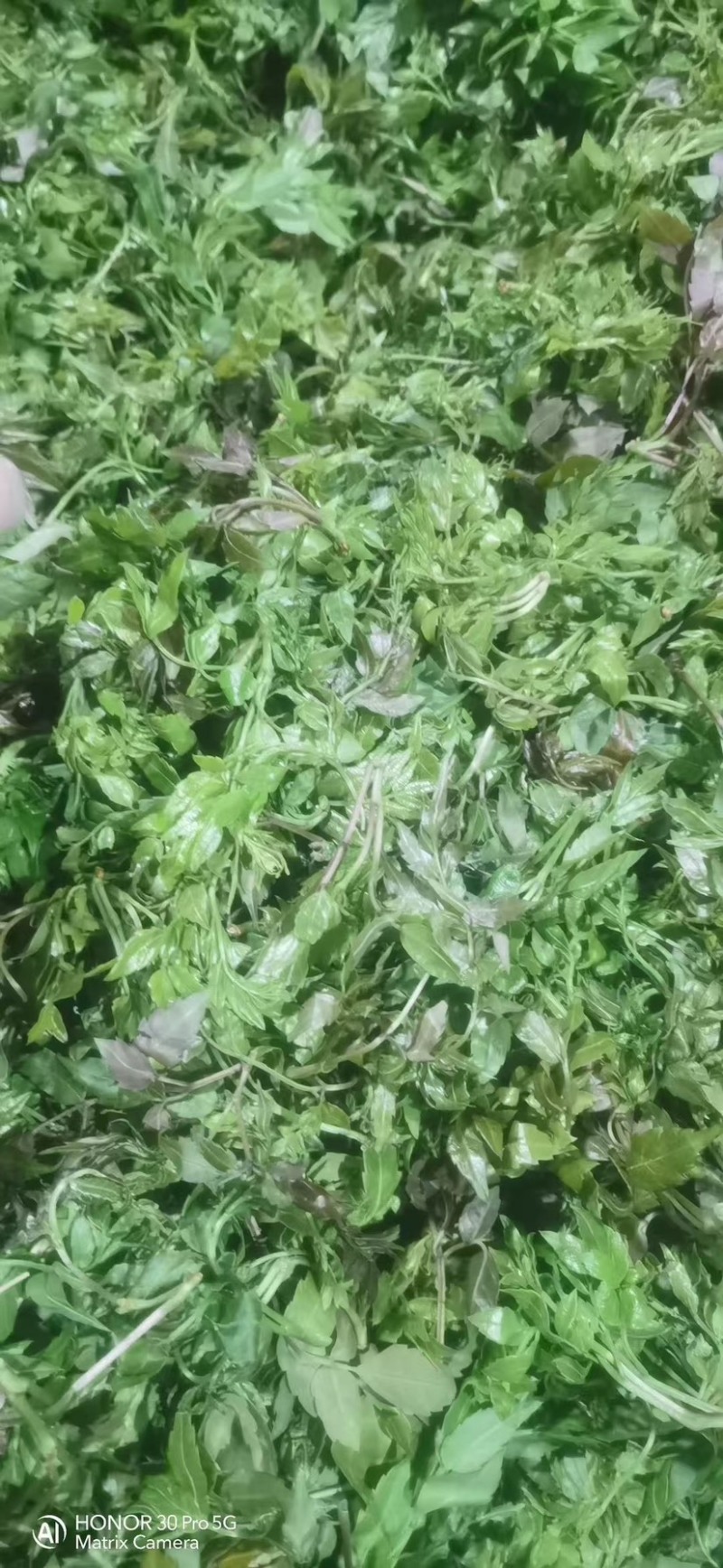 野生藤茶莓茶