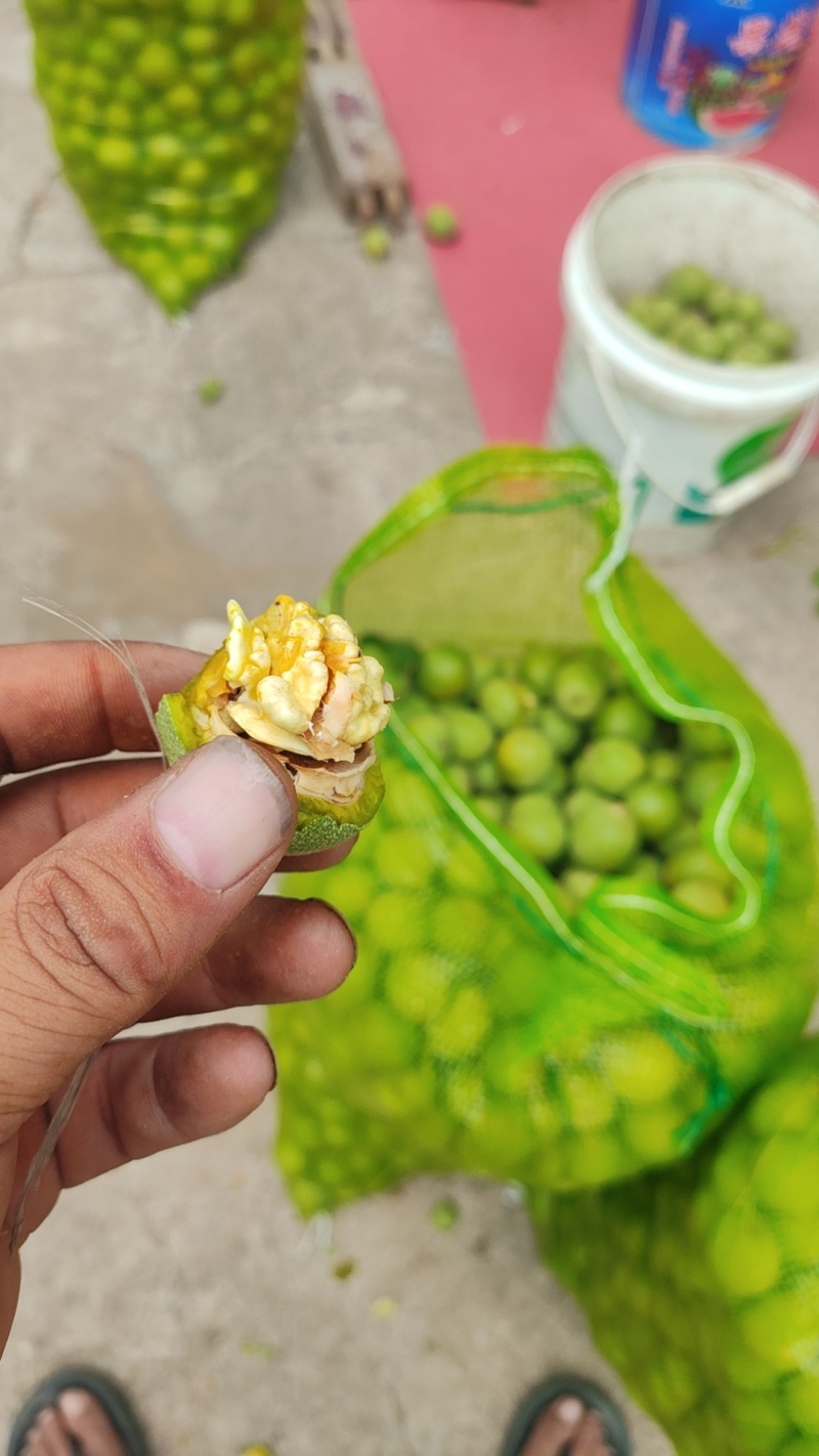 礼品二号大量上市